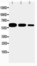 CD40 Antibody in Western Blot (WB)