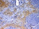 CD154 (CD40 Ligand) Polyclonal Antibody