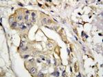 CD154 (CD40 Ligand) Antibody in Immunohistochemistry (Paraffin) (IHC (P))