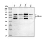 CD46 Antibody in Western Blot (WB)