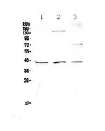 CD47 Antibody in Western Blot (WB)