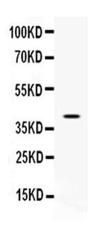 CD48 Antibody in Western Blot (WB)