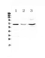 CD5 Polyclonal Antibody
