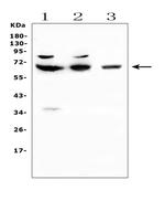 CD5 Antibody in Western Blot (WB)