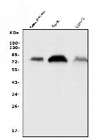 CD55 Antibody in Western Blot (WB)