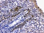 CD58 Polyclonal Antibody