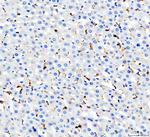 CD68 Antibody in Immunohistochemistry (Paraffin) (IHC (P))