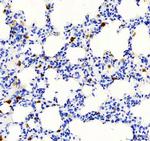 CD68 Antibody in Immunohistochemistry (Paraffin) (IHC (P))