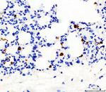 CD68 Antibody in Immunohistochemistry (Paraffin) (IHC (P))