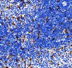 CD68 Antibody in Immunohistochemistry (Paraffin) (IHC (P))