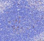 CD68 Antibody in Immunohistochemistry (Paraffin) (IHC (P))