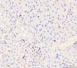 CD68 Antibody in Immunohistochemistry (Paraffin) (IHC (P))