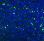 CD68 Antibody in Immunohistochemistry (Paraffin) (IHC (P))