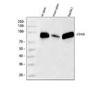 CD68 Antibody in Western Blot (WB)