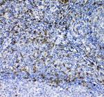 CD7 Antibody in Immunohistochemistry (Paraffin) (IHC (P))