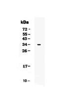 CD7 Antibody in Western Blot (WB)