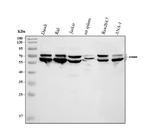 CD80 (B7-1) Antibody in Western Blot (WB)
