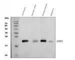 CD81 Antibody in Western Blot (WB)