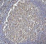 CD86 Antibody in Immunohistochemistry (Paraffin) (IHC (P))