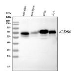 CD86 Antibody in Western Blot (WB)