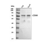 CD86 Antibody in Western Blot (WB)