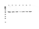 CD86 Antibody in Western Blot (WB)