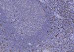 CD8 alpha Antibody in Immunohistochemistry (Paraffin) (IHC (P))