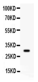 CD8 alpha Antibody in Western Blot (WB)