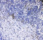 CD8 alpha Polyclonal Antibody