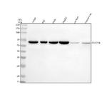 CDC25B Antibody in Western Blot (WB)