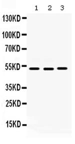 CDC25C Polyclonal Antibody