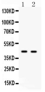 CDC37 Polyclonal Antibody