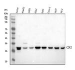 CDK2 Antibody in Western Blot (WB)