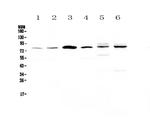 CEP68 Polyclonal Antibody