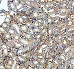 Factor D Antibody in Immunohistochemistry (Paraffin) (IHC (P))