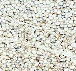 Factor D Antibody in Immunohistochemistry (Paraffin) (IHC (P))