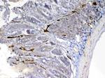 Factor D Polyclonal Antibody