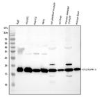 Cofilin 2 Antibody in Western Blot (WB)