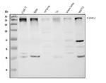 CHD2 Antibody in Western Blot (WB)