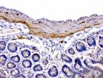 CHRNA5 Antibody in Immunohistochemistry (Paraffin) (IHC (P))