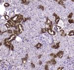Creatine Kinase BB Antibody in Immunohistochemistry (Paraffin) (IHC (P))