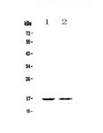 Galectin 10 Polyclonal Antibody
