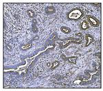CLPP Antibody in Immunohistochemistry (Paraffin) (IHC (P))