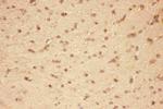 CNTF Polyclonal Antibody