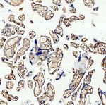 COL4A2 Antibody in Immunohistochemistry (Paraffin) (IHC (P))