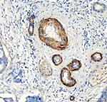 COL4A2 Antibody in Immunohistochemistry (Paraffin) (IHC (P))