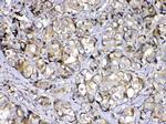 COPE Antibody in Immunohistochemistry (Paraffin) (IHC (P))