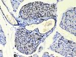 COPE Antibody in Immunohistochemistry (Paraffin) (IHC (P))