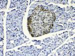 COPE Antibody in Immunohistochemistry (Paraffin) (IHC (P))