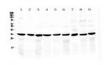 COPE Antibody in Western Blot (WB)